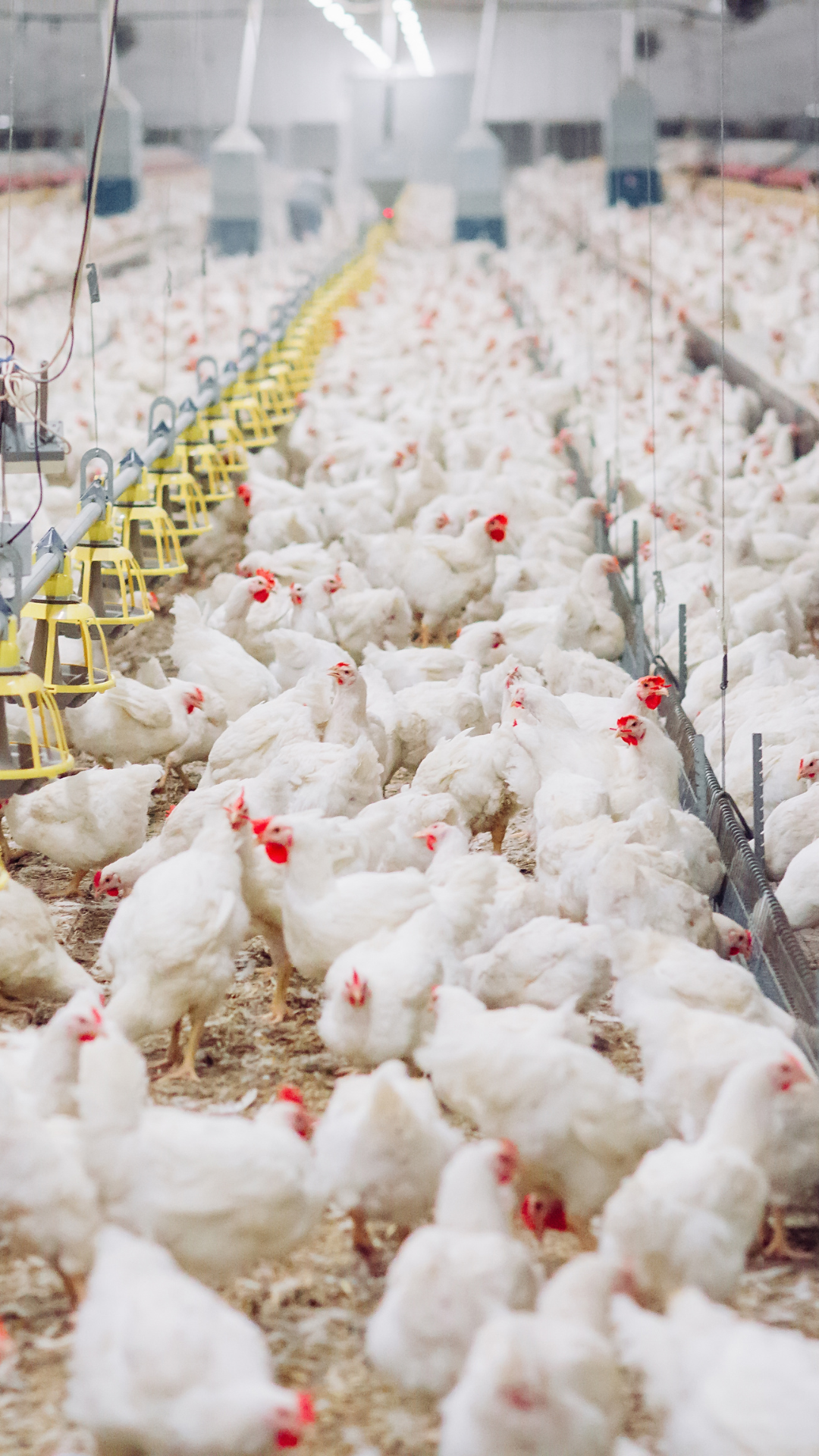 What ensures a smooth, efficient feed process from start to finish?